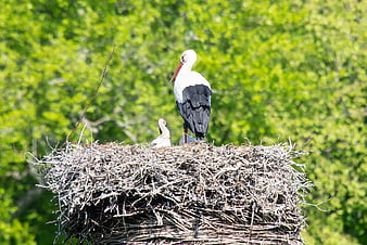 White stork and chick in nest with green forest background