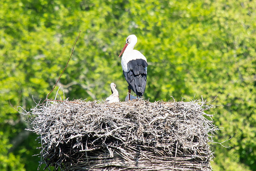 White stork and chick in nest with green forest background