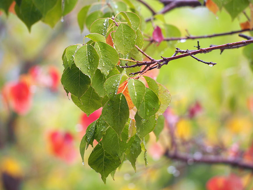 Green leaves with raindrops on a branch in autumn