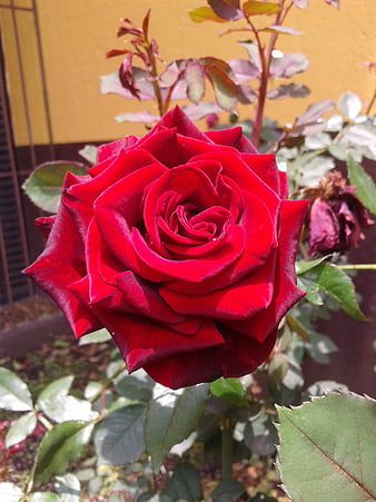 Vibrant Red Rose Close-Up in Garden