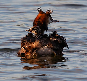 Great Crested Grebe with Chick on Back in Water