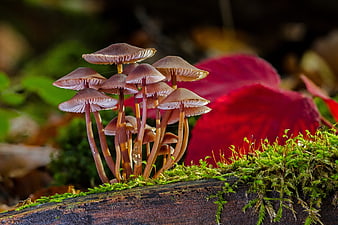 Cluster of small brown mushrooms growing on mossy log