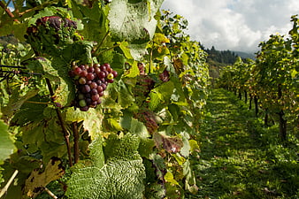 Ripe Red Grapes in a Vineyard Row