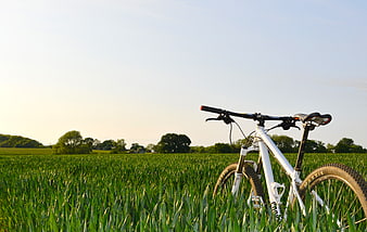 White Mountain Bike in Green Wheat Field at Sunset