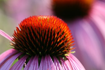 Close-up of Purple Coneflower with Spiky Orange Center