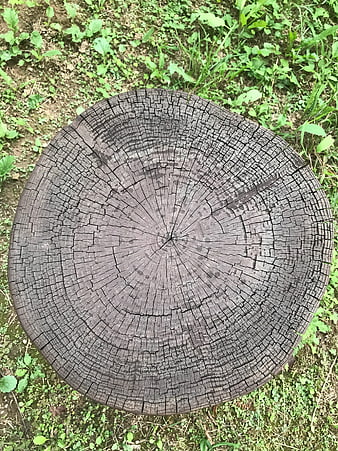 Top-down view of weathered tree stump with visible growth rings