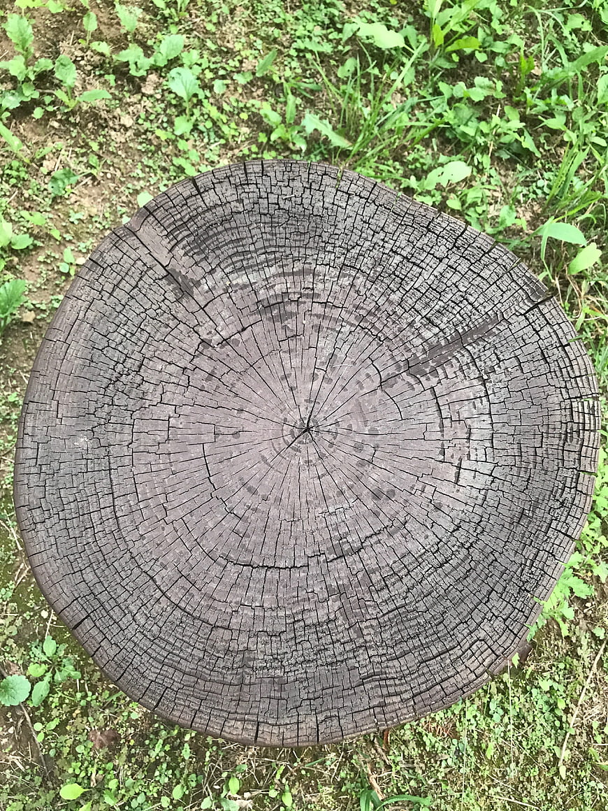 Top-down view of weathered tree stump with visible growth rings