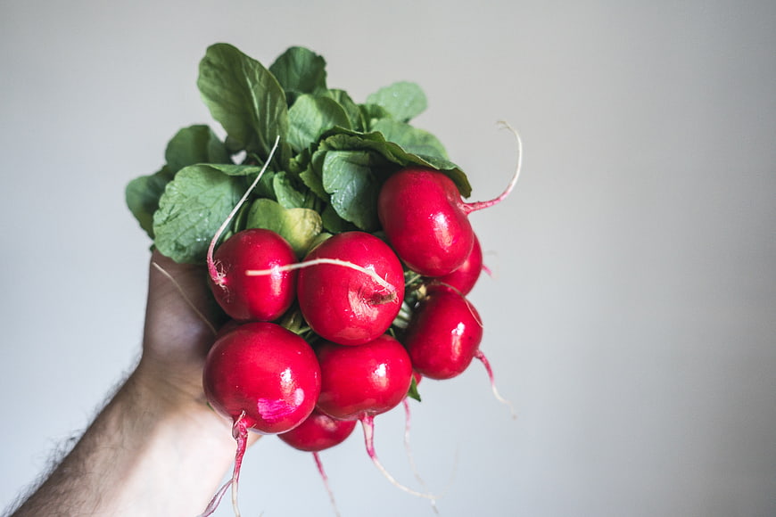 Hand holding fresh red radishes with green leaves