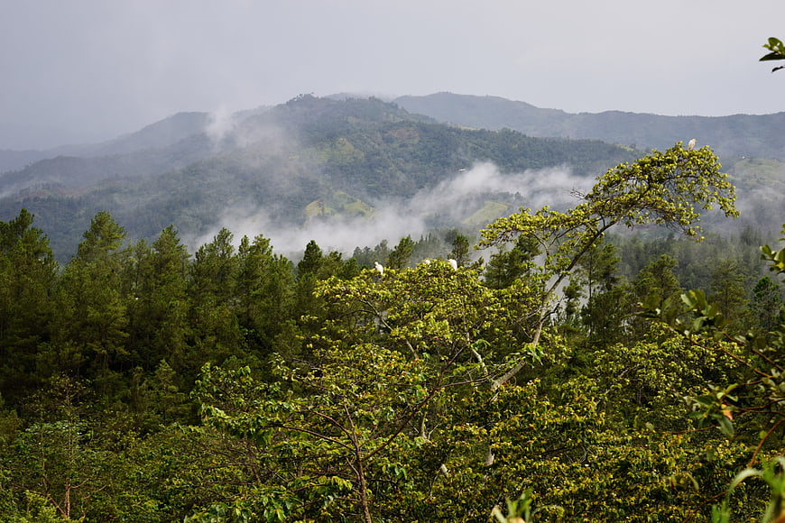 Misty Mountain Landscape with Forest and White Birds