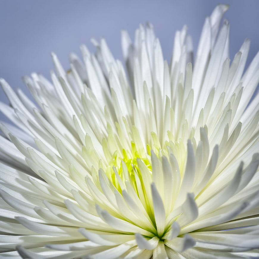 Close-up of White Chrysanthemum Flower with Yellow Center