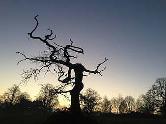 Silhouette of gnarled tree against sunset sky