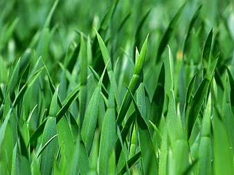 Close-up of vibrant green grass blades in a meadow