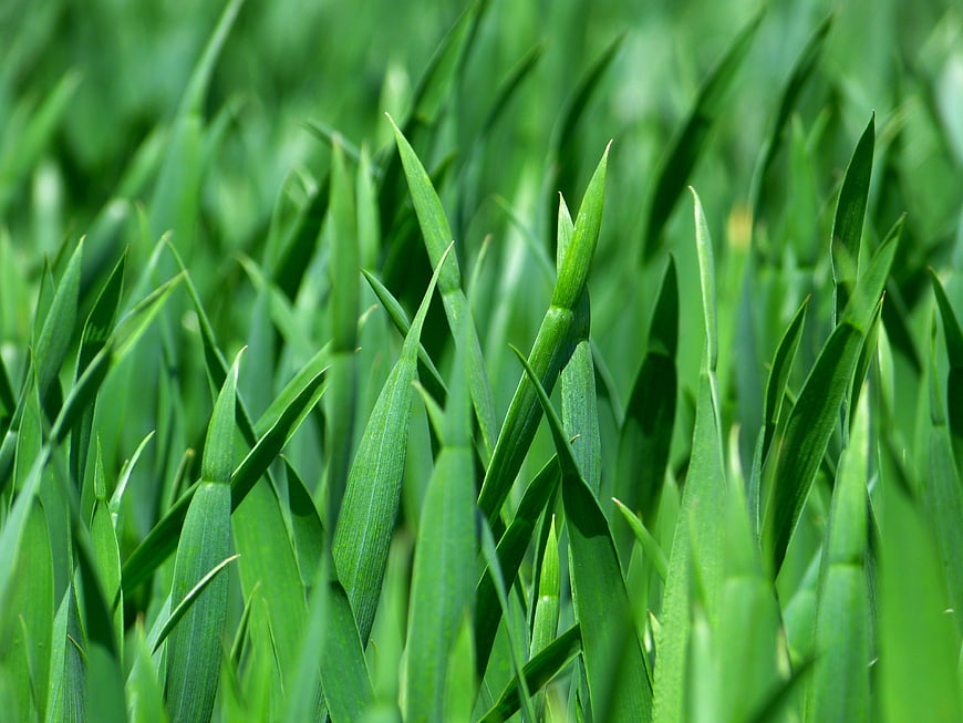 Close-up of vibrant green grass blades in a meadow
