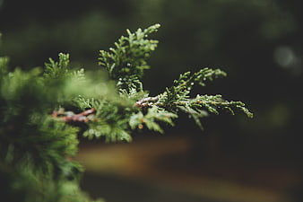 Close-up of green cedar branch with water droplets and bokeh
