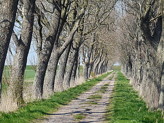 Bare Tree Avenue Lining a Dirt Path in a Green Field