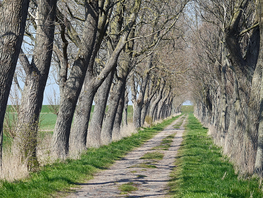 Bare Tree Avenue Lining a Dirt Path in a Green Field