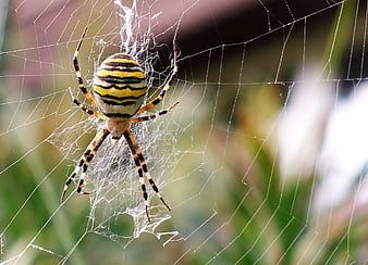 Close-up of a Yellow Garden Spider on Web