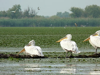 White Pelicans Resting on Log in Marshy Wetland