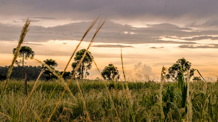 Golden Sunset Over Grassy Field with Trees