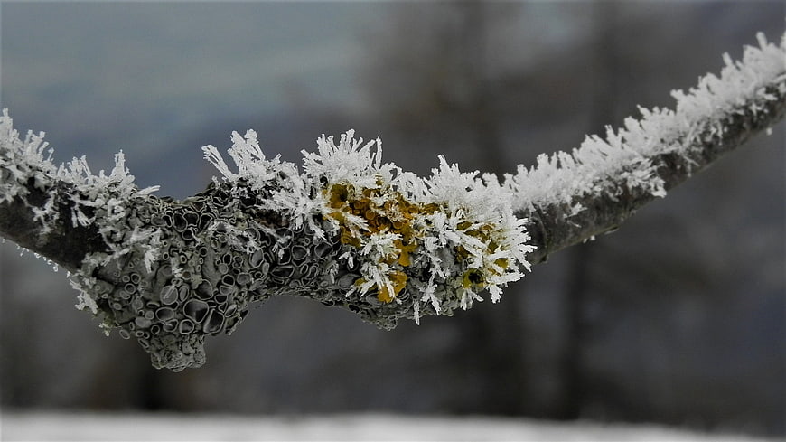 Frosty Branch with Lichen in Winter Landscape