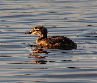 Great Crested Grebe Chick Swimming in Lake