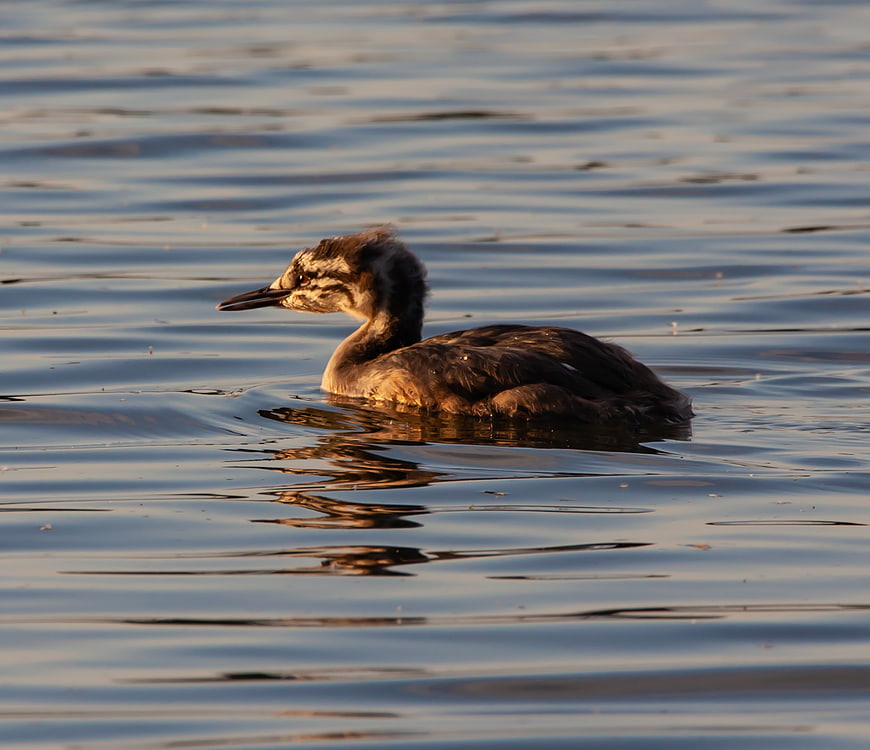 Great Crested Grebe Chick Swimming in Lake