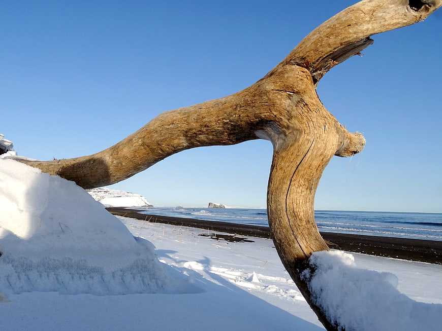 Driftwood on Snowy Black Sand Beach Winter Landscape