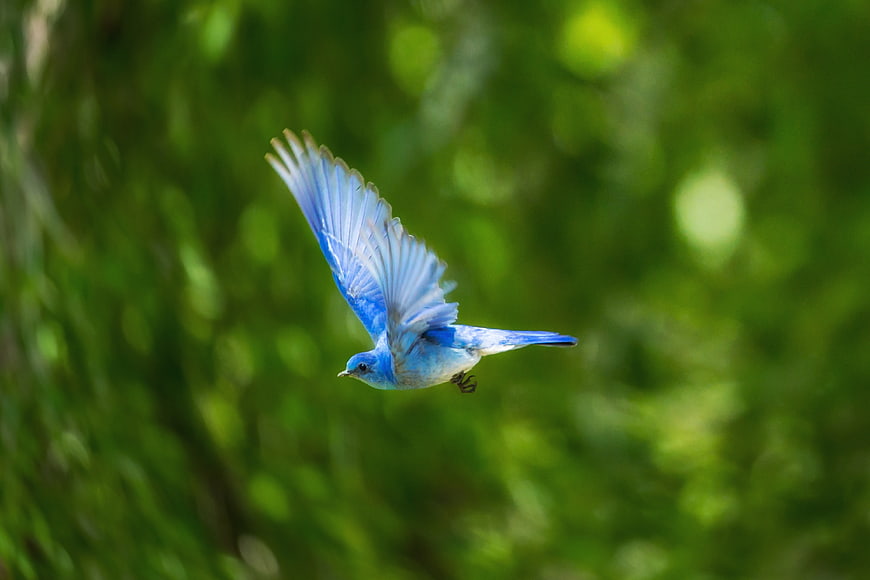Bluebird in Flight Against Green Bokeh Background