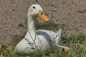 White Goose Resting In Grass On Gravel Ground
