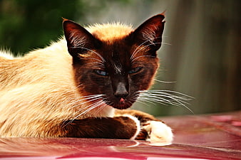 Siamese Cat Lying on Red Surface with Tongue Out