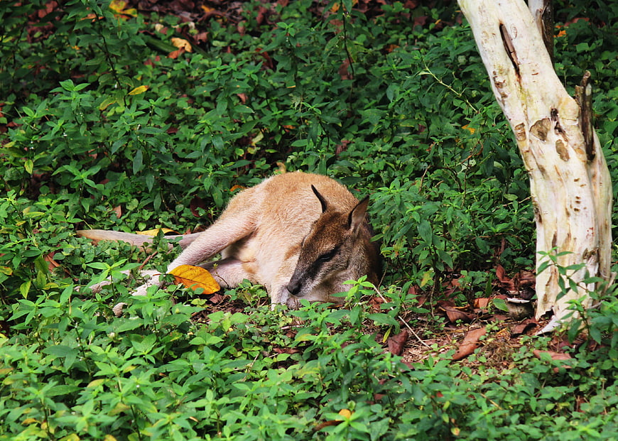 Resting Wallaby in Lush Green Forest Undergrowth