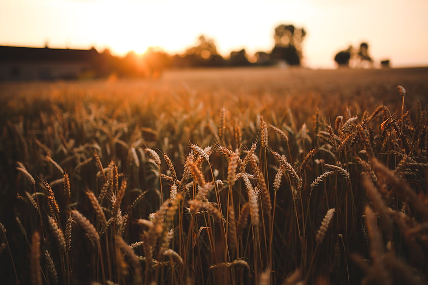 Golden wheat field at sunset with blurred background