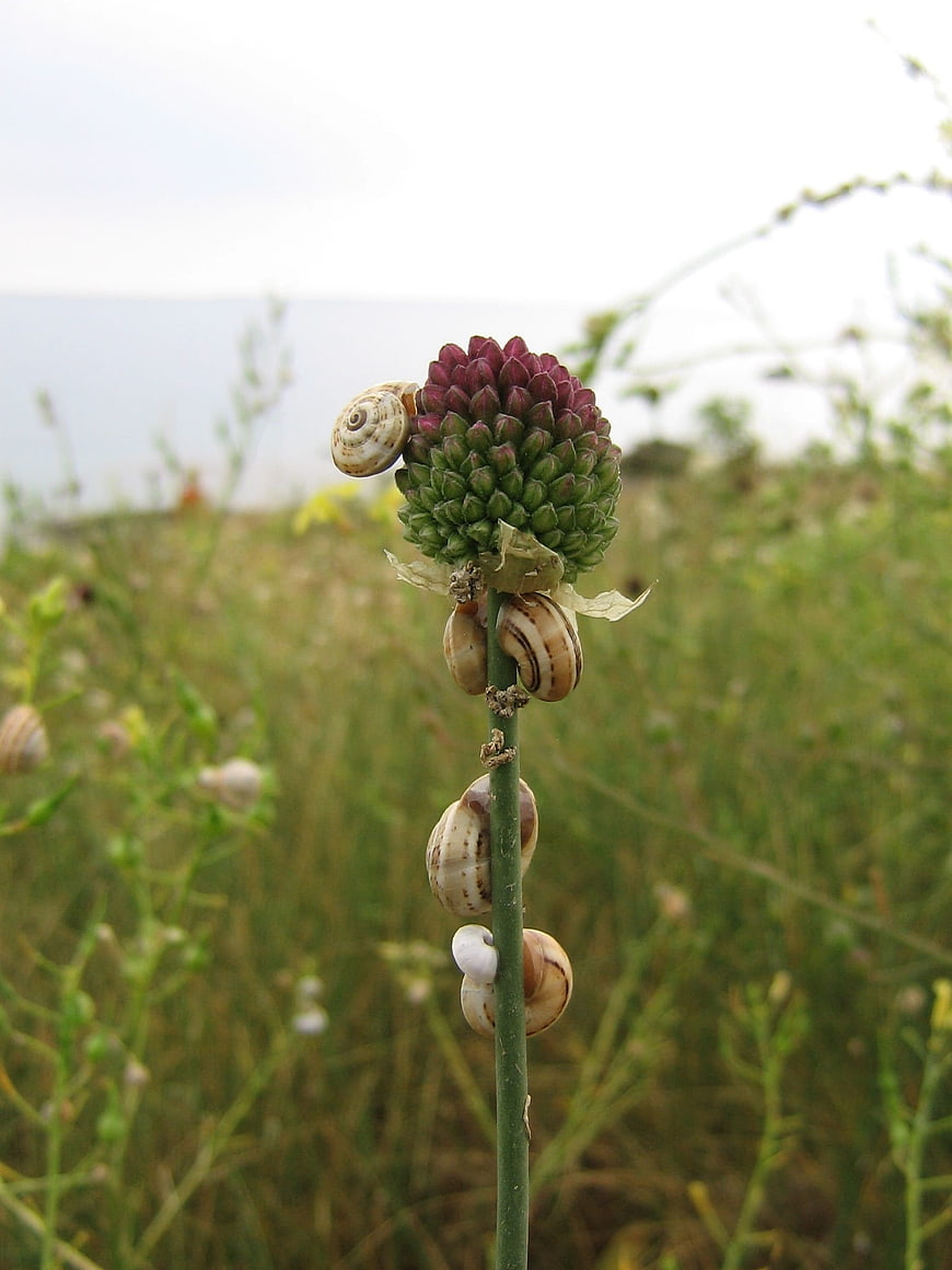 Snails climbing a wild garlic flower stalk in a field
