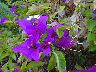 Vibrant Purple Bougainvillea Flowers Blooming On Green Bush