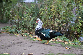 Muscovy Duck Walking on Dirt Path with Green Foliage