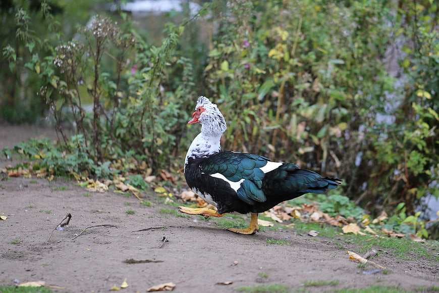 Muscovy Duck Walking on Dirt Path with Green Foliage
