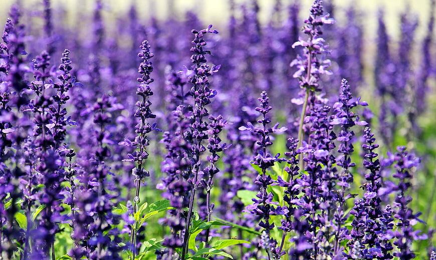 Vibrant Purple Salvia Flowers in a Lush Garden Field