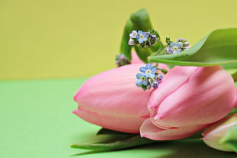 Pink tulips and blue forget-me-not flowers on green background