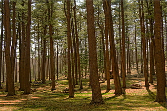 Sunlit Pine Forest with Picnic Tables and Green Grass