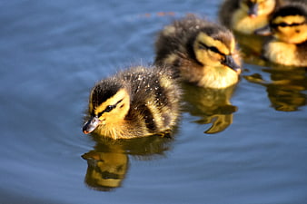 Cute fluffy ducklings swimming in a line on blue water