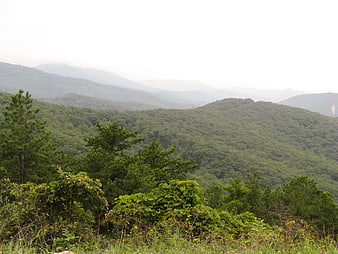 Lush green mountain landscape with pine trees and misty hills