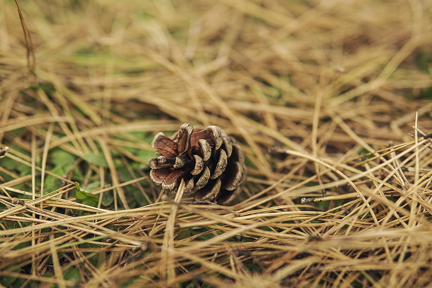 Close-up of pine cone on dry pine needles
