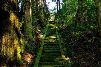 Mossy stone stairs leading up through a dense green forest