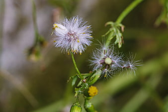 Close-up of a fluffy seed head on a green stem