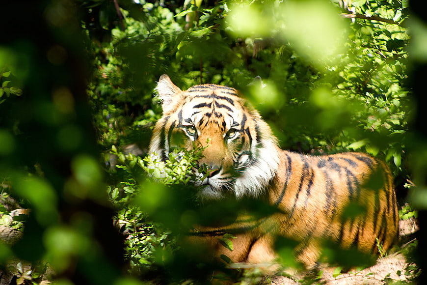 Tiger Resting in Green Forest Foliage