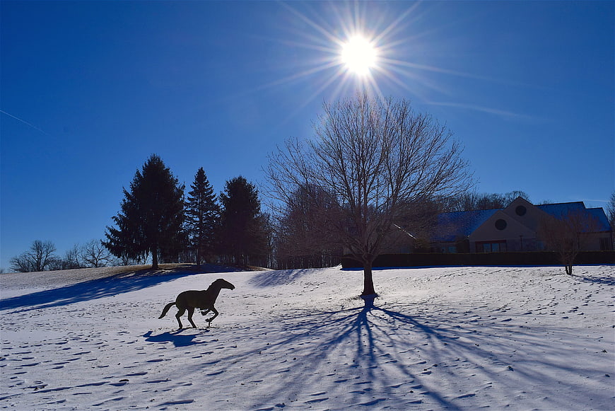 Horse Running in Snowy Winter Landscape with Sunburst