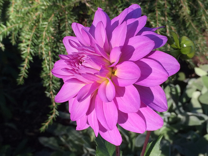Vibrant Pink Dahlia Flower in Sunlight