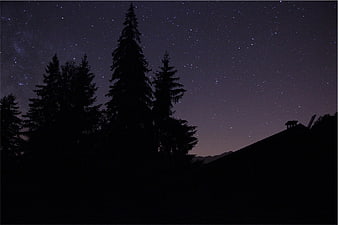 Silhouette of Pine Trees Against Starry Night Sky
