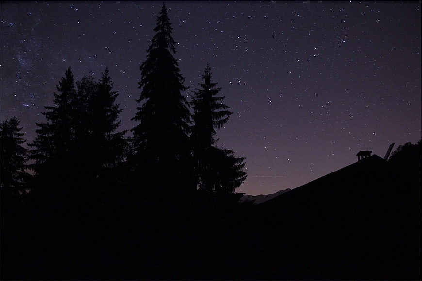Silhouette of Pine Trees Against Starry Night Sky