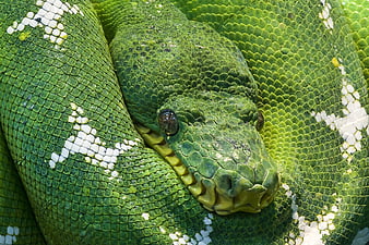 Close-up of a Green Tree Python Head and Scales